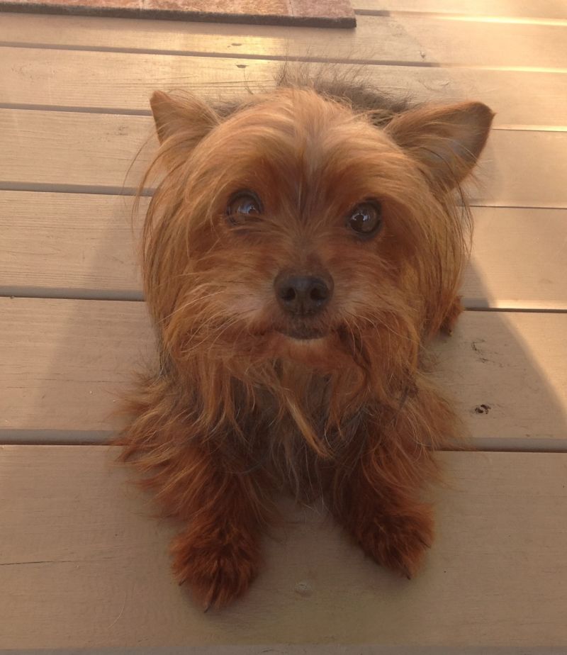 Meet Bridgette, a Petfinder adoptable Yorkshire Terrier Yorkie Dog | Mt ...