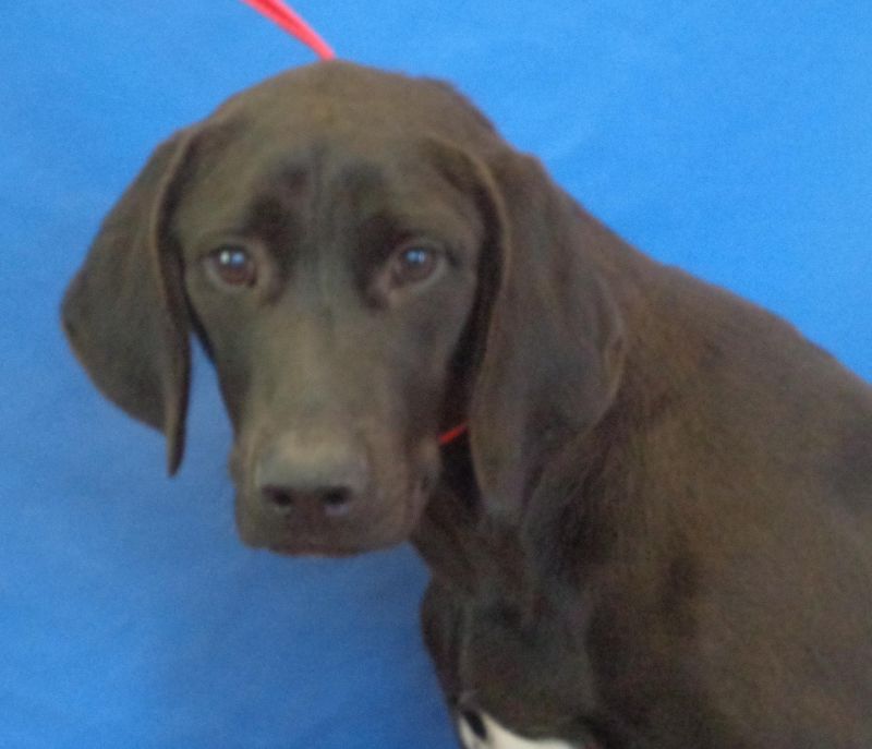 Meet Junior, a Petfinder adoptable Labrador Retriever Dog ...