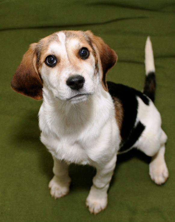 Meet Ruby, a Petfinder adoptable Hound Dog | Kalamazoo, MI