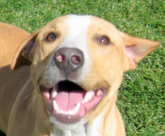 animal shelter brentwood ca 94513 animal shelter brentwood ca 94513