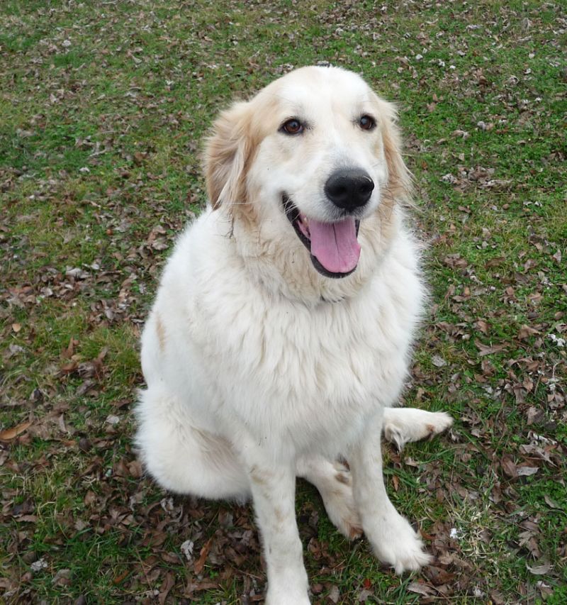 Meet Tinleigh-pending, a Petfinder adoptable Great ...