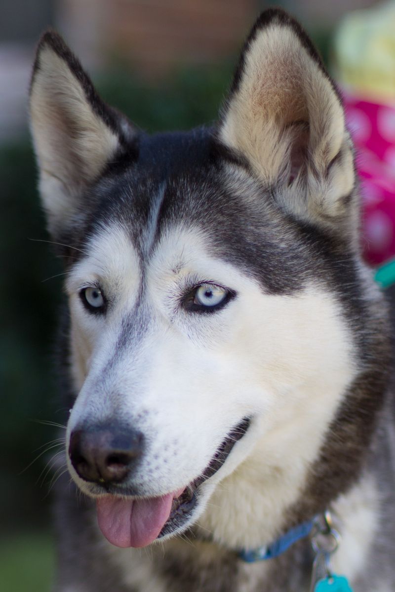 Meet Grenada - updated information!, a Petfinder adoptable Siberian ...