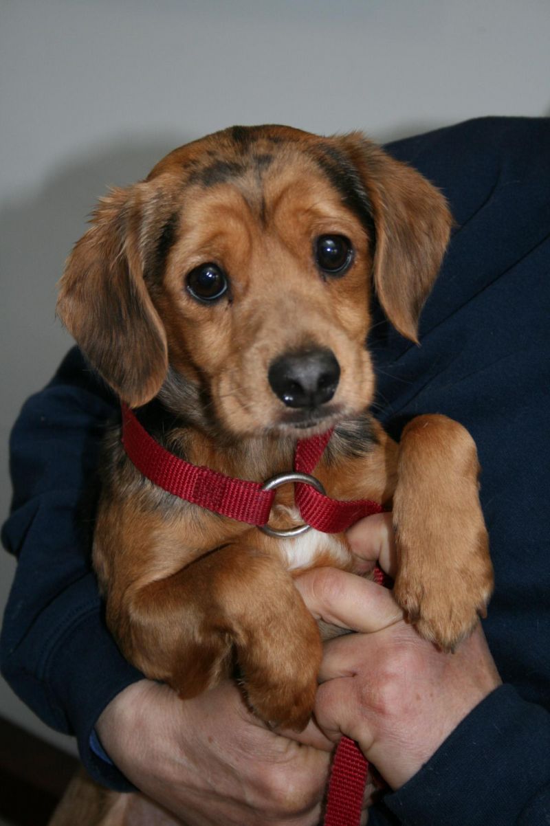 Meet Bobo, a Petfinder adoptable Dachshund Dog | East ...