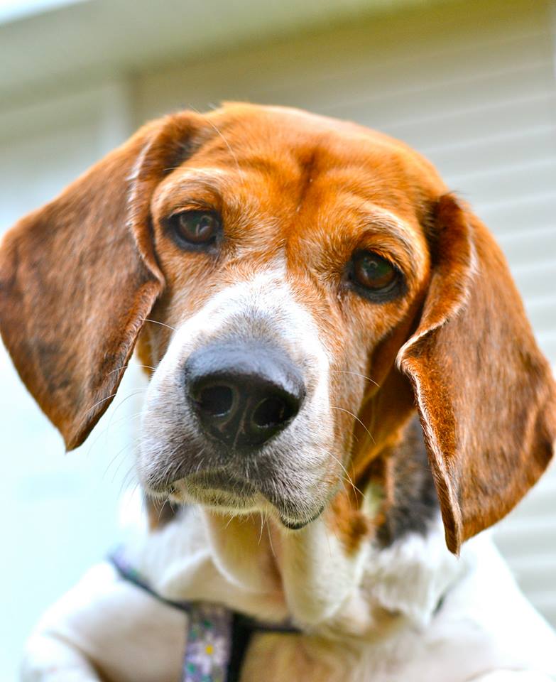 Meet Mae, a Petfinder adoptable Basset Hound Dog | Kingston, NH