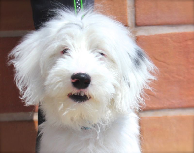 Meet Riley, a Petfinder adoptable Old English Sheepdog Dog | Wylie, TX