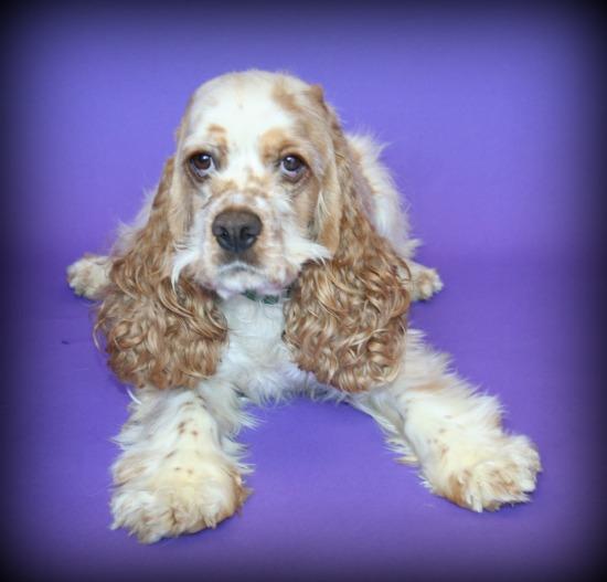 Meet Annie, a Petfinder adoptable Cocker Spaniel Dog | York, NE