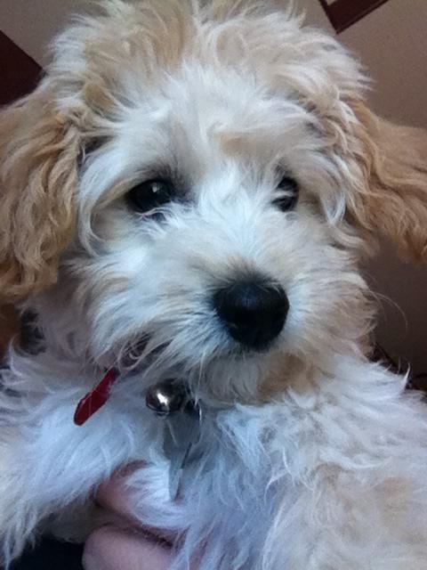 Meet Poodle/Terrier Mix Baby - Zoey - Adopted, a Petfinder adoptable