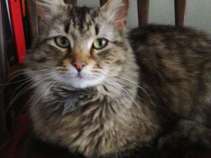 Meet Charlie, a Petfinder adoptable Maine Coon Cat | Milford, CT