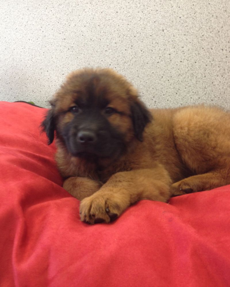 Meet Tank, a Petfinder adoptable Chow Chow Dog | Tucson, AZ