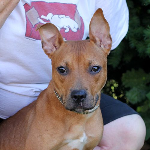 Meet Ashley - ADOPTED, a Petfinder adoptable Pit Bull Terrier Dog ...