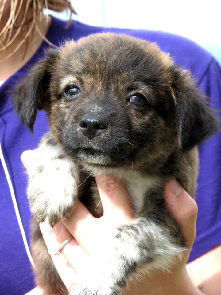 Meet Montana, a Petfinder adoptable Labrador Retriever Dog | Ottawa, KS