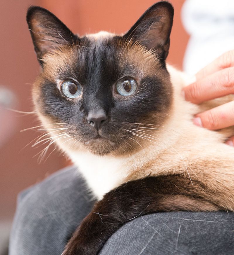 Meet Gracie, a Petfinder adoptable Siamese Cat Port Angeles, WA