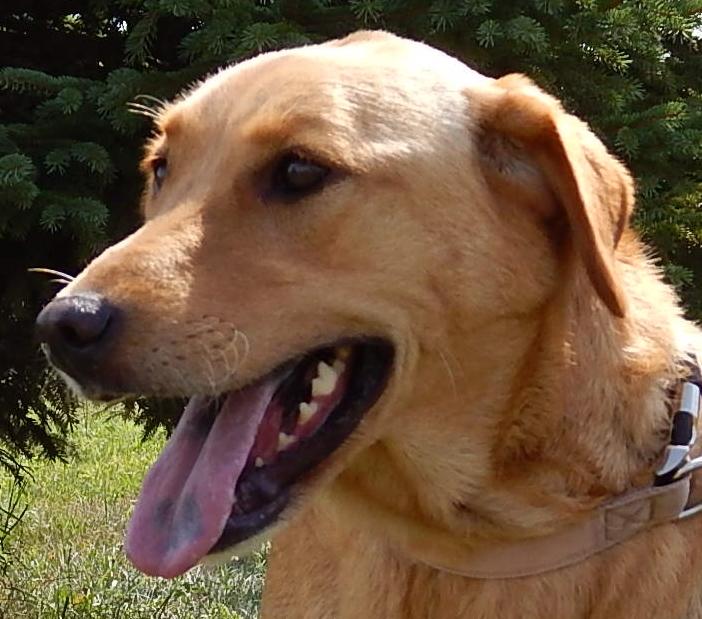 Meet Honey, a Petfinder adoptable Yellow Labrador