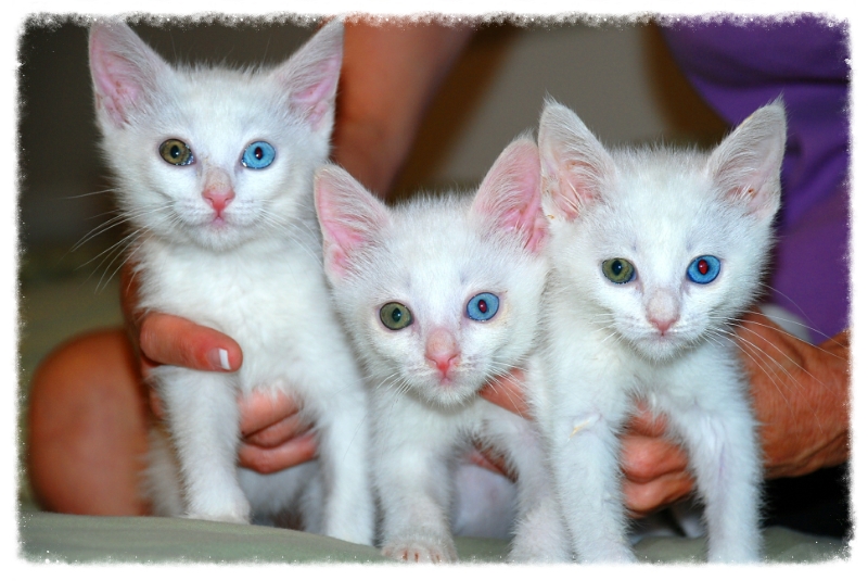 Meet 5 Turkish Angora Kittens, a Petfinder adoptable Turkish Angora Cat Orange, CA