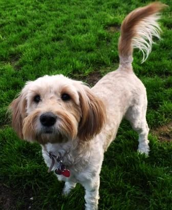 Valley rescue F tiramisu Young dog Doodle Available Dogs  Medium