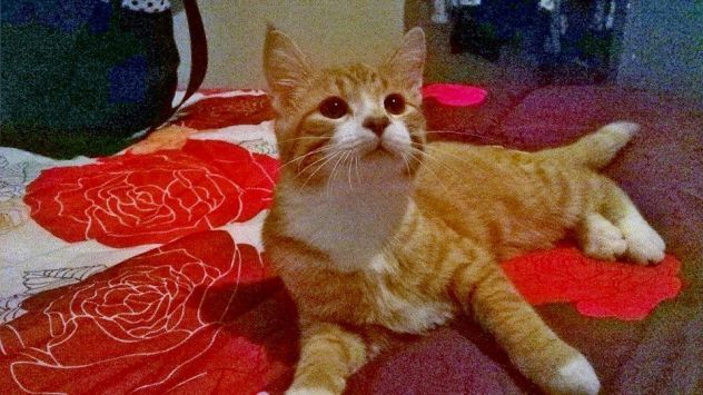 Garfield