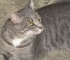 Cat Breeds | Browse 43 different cat breeds | Petfinder