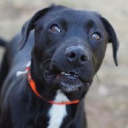 BRYSON - Black Labrador Retriever