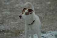 CRYSTAL - Labrador Retriever