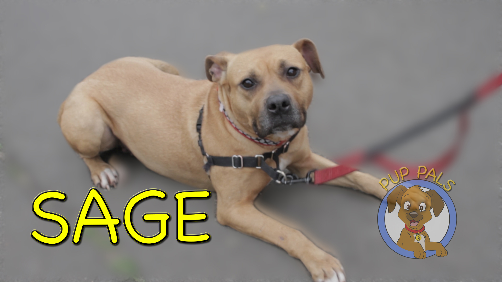 Pet Detail New York Page 31527113 Louie�s Legacy