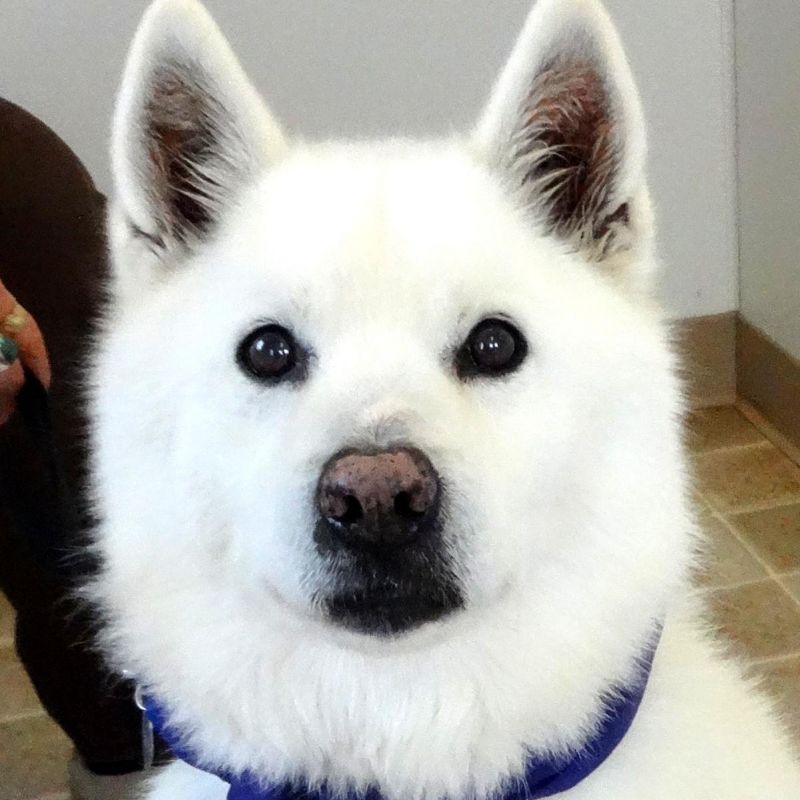 Meet BAUER-Sanctuary, a Petfinder adoptable Samoyed Dog | Indianapolis, IN