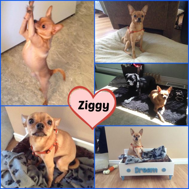 Ziggy