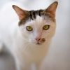 Turkish Van Cat | Cat Breeds | Petfinder