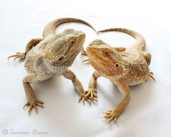 Morpheus and Clovis