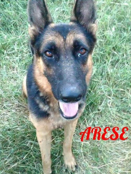 Arese