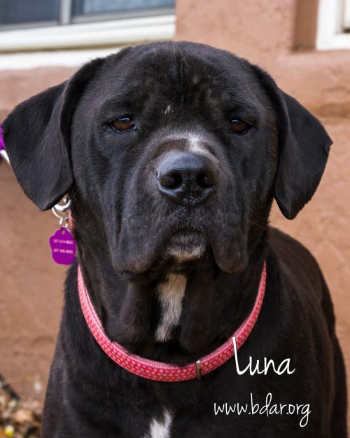 Luna Lou