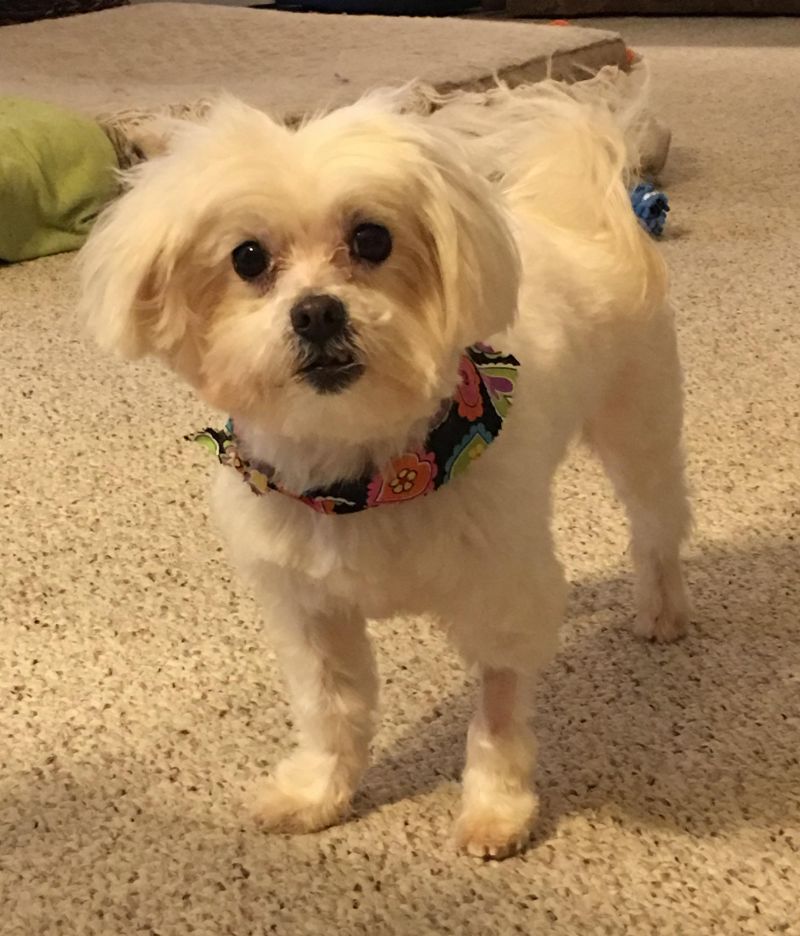 Meet Oscar, a Petfinder adoptable Maltese Dog | Overland Park, KS