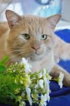  Cat  Breeds Browse 43 different cat  breeds Petfinder