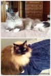 petfinder ragdoll