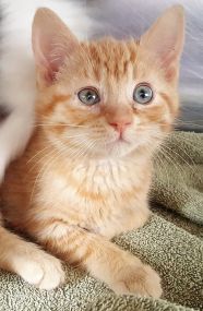 Baby Groot - Domestic Short Hair (Orange)