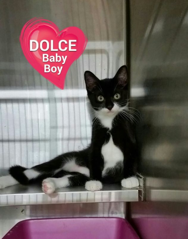 DOLCE - Tuxedo Kitten!