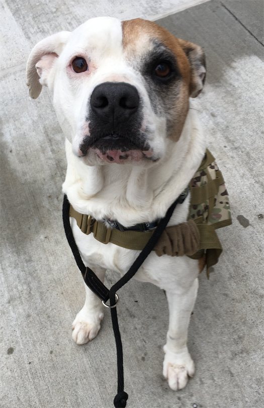 Fully trained service dog for PTSD