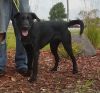 Adopt a German Wirehaired Pointer | Dog Breeds | Petfinder