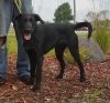 Adopt a German Wirehaired Pointer | Dog Breeds | Petfinder