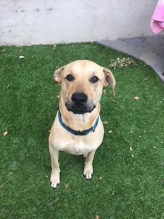 animal shelters in brentwood ca 94513 animal shelters in brentwood ca 94513