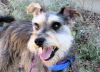 Adopt a Miniature Schnauzer | Dog Breeds | Petfinder