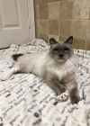 petfinder ragdoll