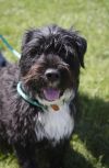 Adopt a Portuguese Water Dog | Dog Breeds | Petfinder