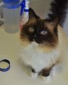 petfinder ragdoll