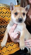 Adopt a Shiba Inu | Dog Breeds | Petfinder