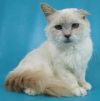 Birman Cat | Cat Breeds | Petfinder