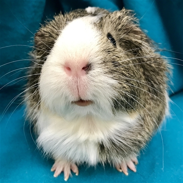 Nutmeg -- Bonded Buddy With Cookie
