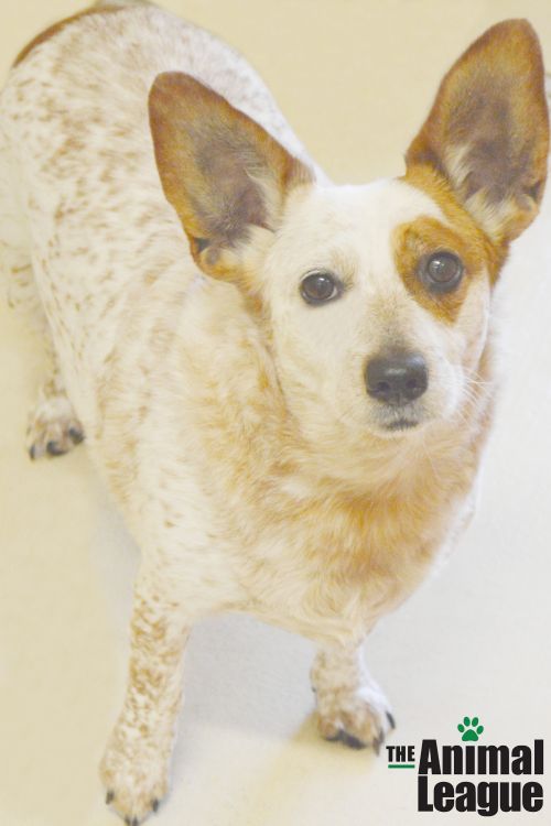 cat dog animal shelter