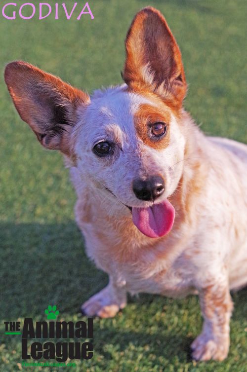 Cat &amp; Dog Animal Shelter The Animal League (Clermont