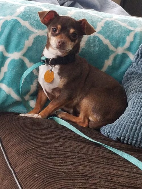 Cocoa