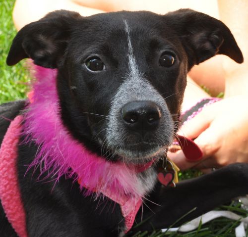 Aurora - Adoption Pending
